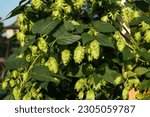Small photo of Many Hop cones on branch in garden. Close up of yellow green hops flower seed cone with defocused lush foliage on a sunny day. Known as Humulus lupulus and used to make beer. Selective focus.