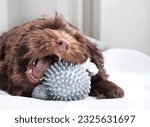 Small photo of Happy puppy playing with chew toy or dental teething toy. Cute fluffy puppy dog lying with rubber ball between paws and mouth wide open. 3 months old female labradoodle dog. Selective focus.