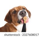 Happy dog eating peanut butter from spoon. Cute puppy dog licking unsalted peanut butter with big pink tongue. Female Harrier mix dog. Selective focus on nose and peanut butter. White background.