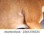 Small photo of Dog with bald spot under shoulder after removing tree sap. Hair loss causes: allergies, genetics, alopecia, chemotherapy infections and bacteria. Female Harrier mix dog, medium size. Selective focus.