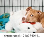 Small photo of Puppy dog inside crate looking at camera. Cute puppy lying in kennel with bear toy, looking sad or worried. Crate training puppy dog. 12 weeks old female Boxer Pitbull mix puppy. Selective focus