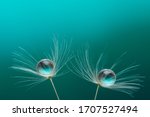 Small photo of Close up dandelion with drops of water in a beautiful tonality. Macro of a dandelion. Turquoise background.
