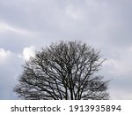 Silhouette Of Tree With No...