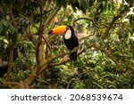 Toucan Tropical Exotic Bird...