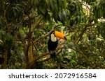 Toucan Tropical Exotic Bird...