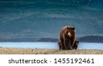 Huge mother bear together with two small cubs. On the beach in Alaska. Brown bear and her kids are looking for food, behind is big green forest. Wild life on the island close to Juneau. Excursion.
