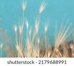 Small photo of Yellow, dry, needle-like mouse barley seeds (Hordeum Mirinum) on thin stems stretching upwards, against a turquoise background, near the road (macro, side view, texture).