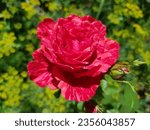 Small photo of Hybrid tea red striped rose (Red Intuition) in the sun on a yellow-green background of a flower garden (macro, top view).