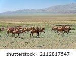 Herd of bactrian camels in...