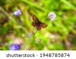 Butterfly Melitaea Diamina....
