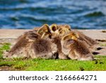 baby canada goose   branta... | Shutterstock . vector #2166664271