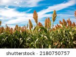 Small photo of Biofuel and new boom Food, Sorghum Plantation industry. Field of Sweet Sorghum stalk and seeds. Millet field. Agriculture field of sorghum, named also Durra, Milo, or Jowari. Healthy nutrients