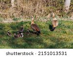 Egyptian Goose Family In The...