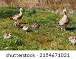 Egyptian Goose Family In The...