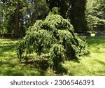 Small photo of Weeping Norway Spruce or Picea abies 'Pendula'