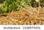 Small photo of Close-up of dried straw to protect crops from drought, in vegetable garden