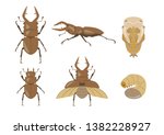 stag beetle 6 illustration set | Shutterstock .eps vector #1382228927