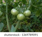 Small photo of This is photo of unripe green tomato which is also known as Love apple
