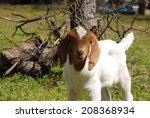 A Young Boer Goat Stands In His ...