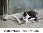 Small photo of domestic puppies suckle from their mother