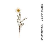 Small photo of Pressed daisy. Pressed camomile. Dried camomile isolated on white background.