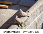 A Pair Of Collared Doves ...