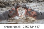 Detail of the head, teeth and eyes of two hippos fighting each other in the Serengeti (Tanzania).