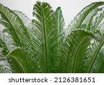 Cycas. Young Leaves Of The...
