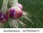 Onion Farming And Cultivation...