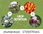 Collage Explaining Crop rotation concept in agriculture. Leaf, Legume, Fruit and Roots crops are planted in sequence to avoid exhausting the soil and to control weeds, pests, and diseases.