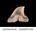 Fossil Tooth From The Upper Jaw ...