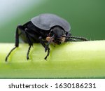 Garden Carrion Beetle ...