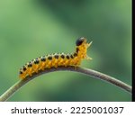 side view of a mature yellow and black dogwood sawfly larvae, Macremphytus testaceus, crawling along a plant stem. Sawflies are in the Order Hymenoptera, and are not true flies