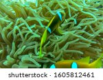 Small photo of Red Sea clownfish is staying close to its home anemone, which provides protection, home and security. Amphiprion bicinctus or both sawlike with two stripes known as Red Sea or Two-Banded Anemonefish