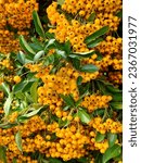 Small photo of Pyracantha crenulate yellow berry’s fruits on bushes