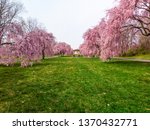 Spring Cherry Blossoms at Fairmount Park in Philadelphia, PA.