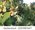 Beautiful concord grapes fruits and leaves in July
