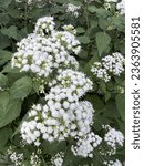 Small photo of Beautiful snakeroot flowers in Ohio gardens