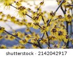 Small photo of Flowering branches of Witch Hazel (Hamamelis virginiana) close-up. Yellow flowers. Early spring flowers. Spring floral selective focus