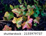 red and green  Ivy leaves (Hedera helix, European ivy) close-up on a dark background. natural texture background