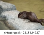 Small photo of The otter is a carnivorous mammal that belongs to the subfamily Lutrinae. The otter is a carnivorous mammal that belongs to the subfamily Lutrinae. a group of cute otters in the zoo