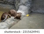 Small photo of The otter is a carnivorous mammal that belongs to the subfamily Lutrinae. The otter is a carnivorous mammal that belongs to the subfamily Lutrinae. a group of cute otters in the zoo