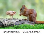 Cute And Hungry Red Squirrel ...