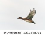 Female Eurasian Wigeon (Anas penelope) in flight, isolated on a white background. Gelderland in the Netherlands.                           