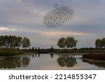 Small photo of Picture of a large flock of starlings. A flock of starlings birds fly above water at sunset just before entering the roosting site in the Netherlands. Starling murmurations.