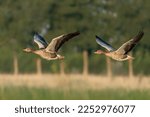 Two Greylag Goose (Anser anser)  in flight. Gelderland in the Netherlands.                       