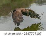 Small photo of Beautiful White Tailed Eagle (Haliaeetus albicilla) in flight, catching a prey out of the water. Also known as the ern, erne, gray eagle, Eurasian sea eagle and white-tailed sea-eagle.