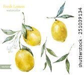 Lemon  Watercolor   Fruit   ...