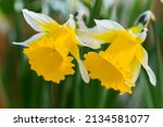 Two Yellow Daffodil Flowers ...