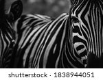 Zebra In Lubango Province ...